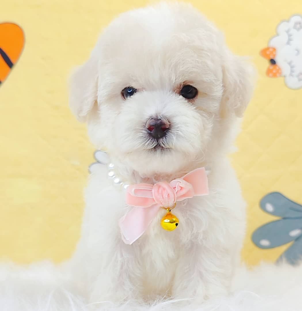 Maltipoo 马尔泰迪