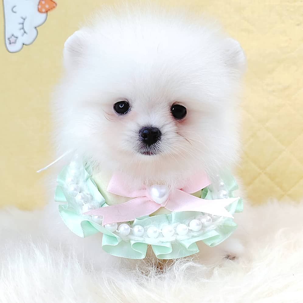 Pomeranian 博美