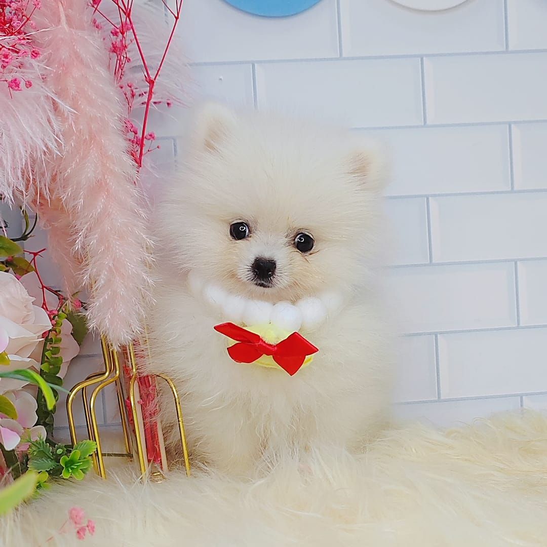 Pomeranian 博美