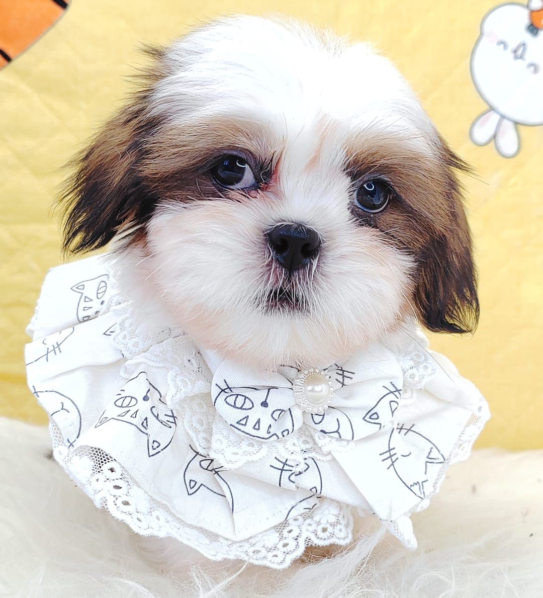Shih Tzu 西施