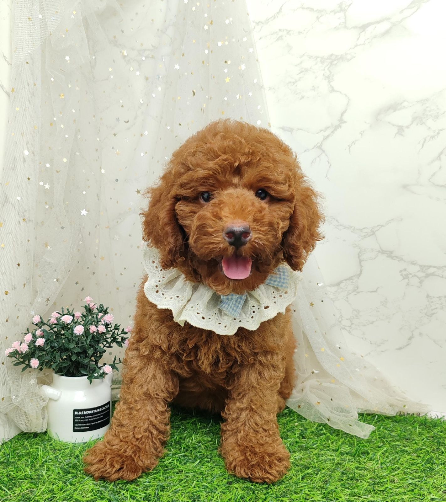 Poodle 娉拌开璐靛