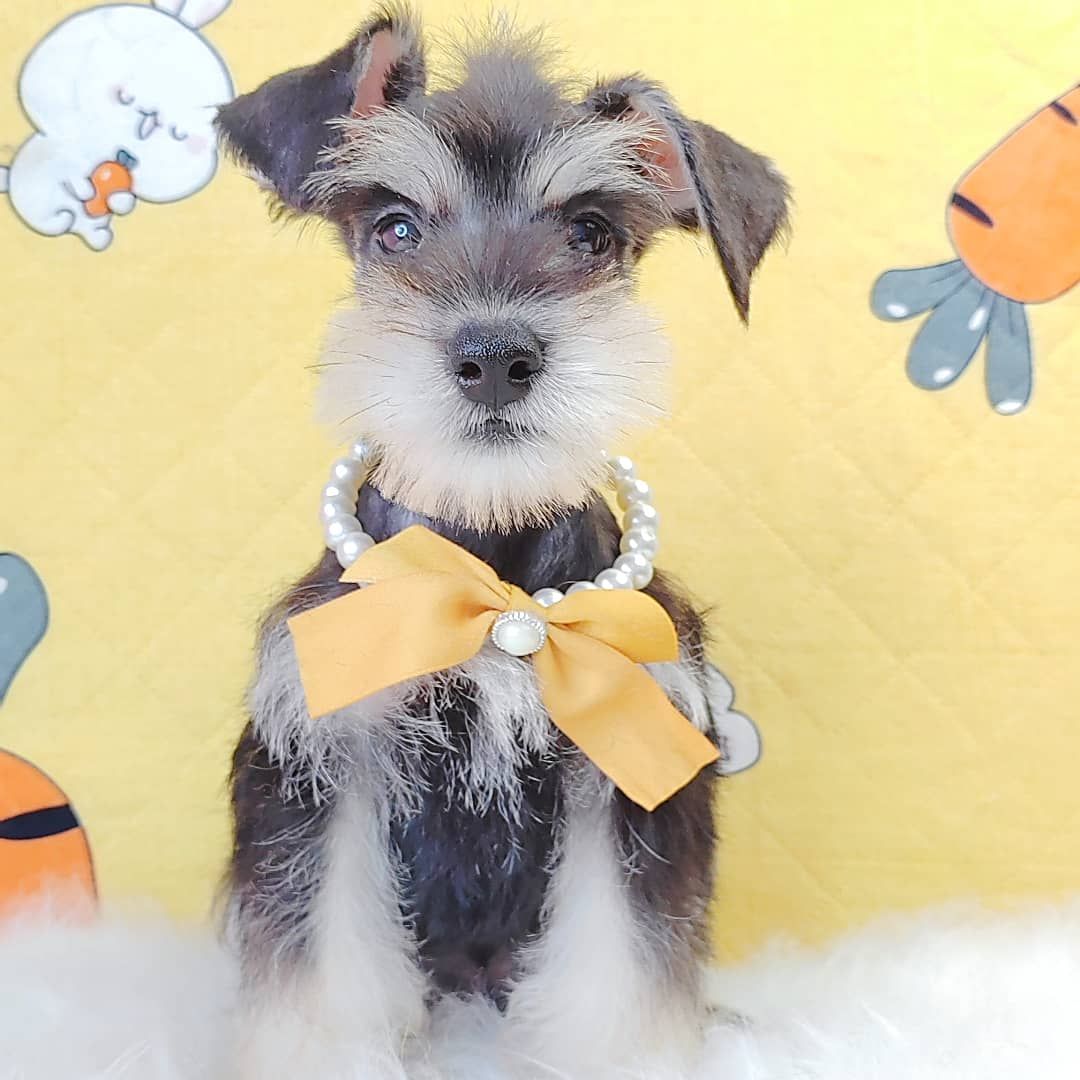 Schnauzer 雪纳瑞