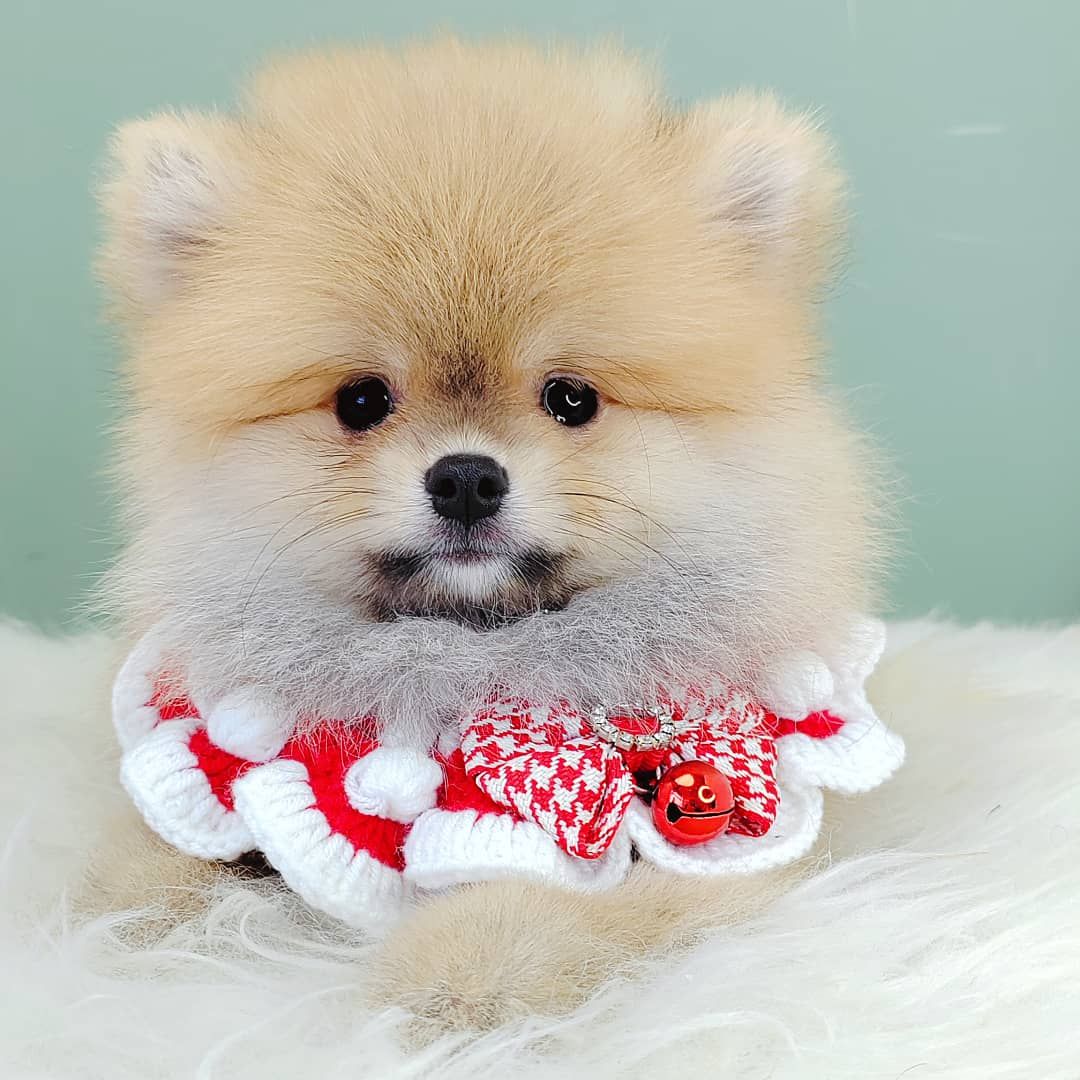 Pomeranian 博美