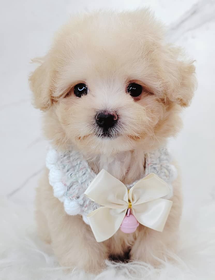 Maltipoo 马尔泰迪