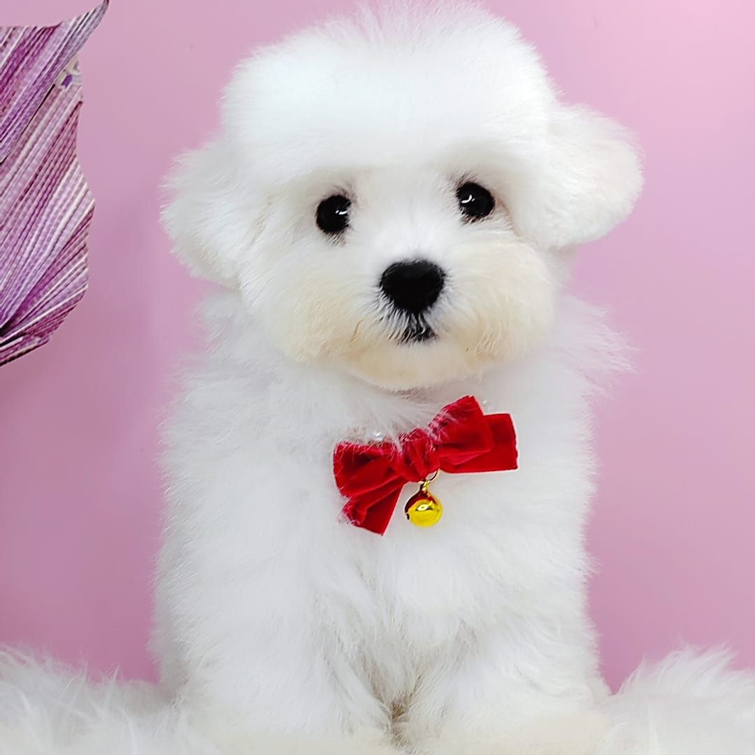 Bichon Frise 比熊
