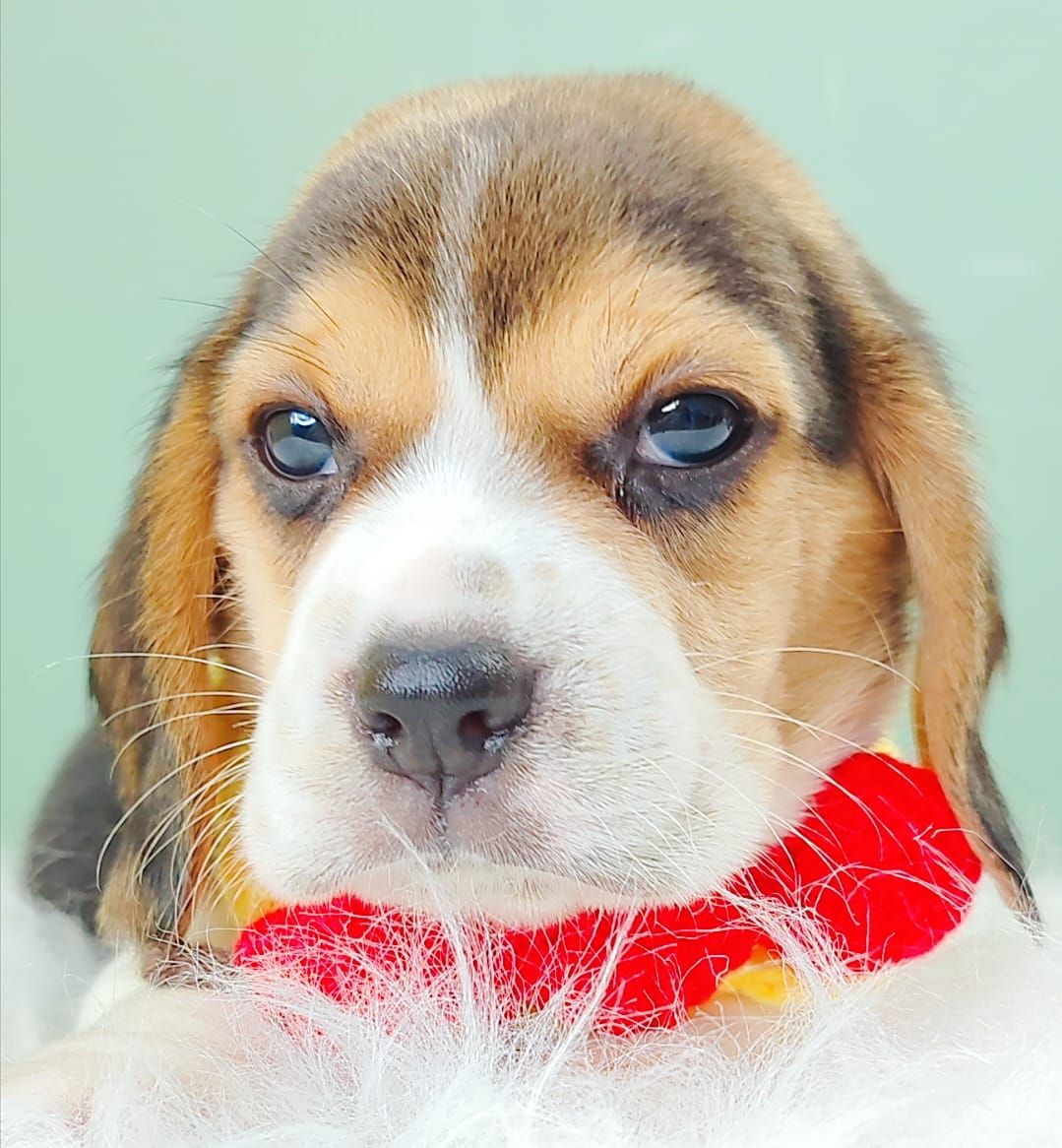 Beagle 米格鲁