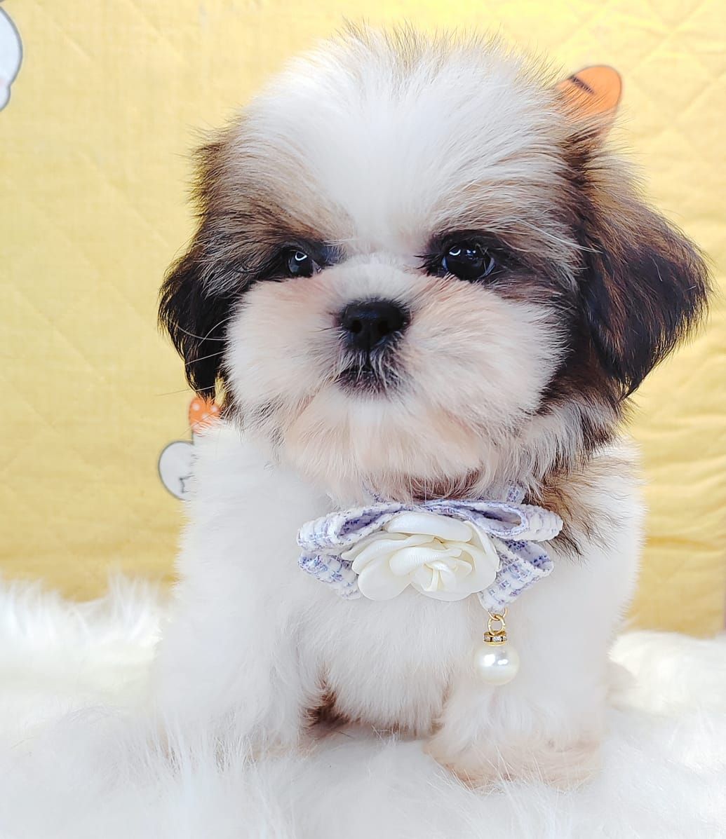 Shih Tzu 西施