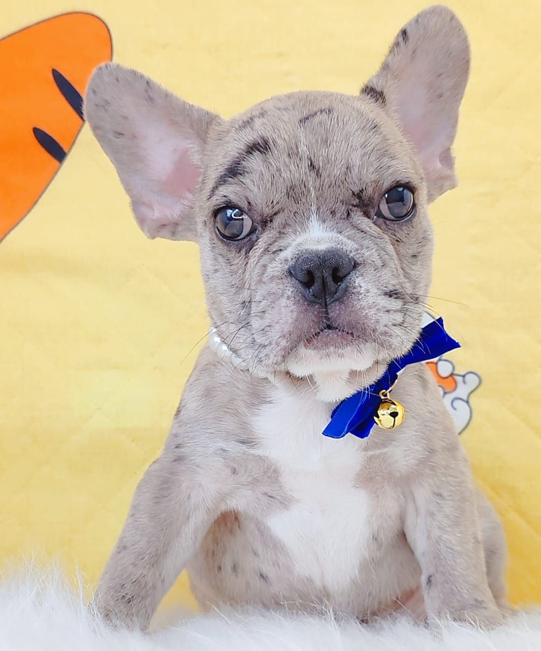Frech Bulldog 法斗