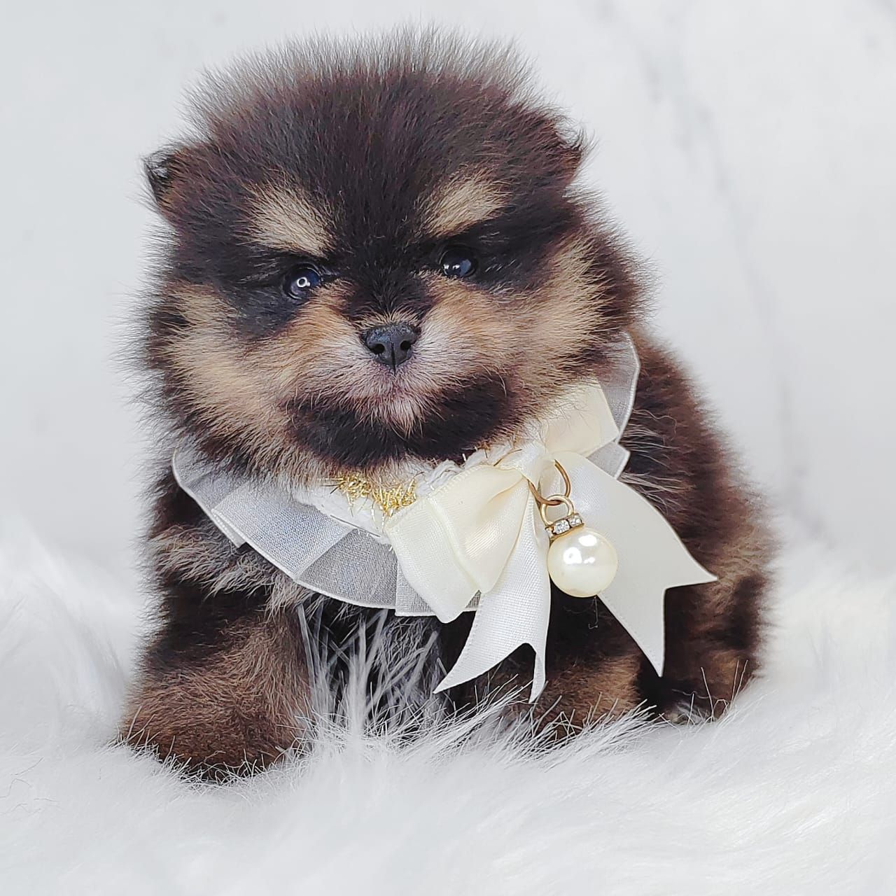 Pomeranian 博美