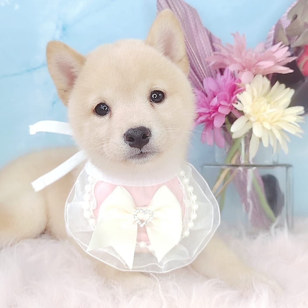 Shiba Inu 柴犬