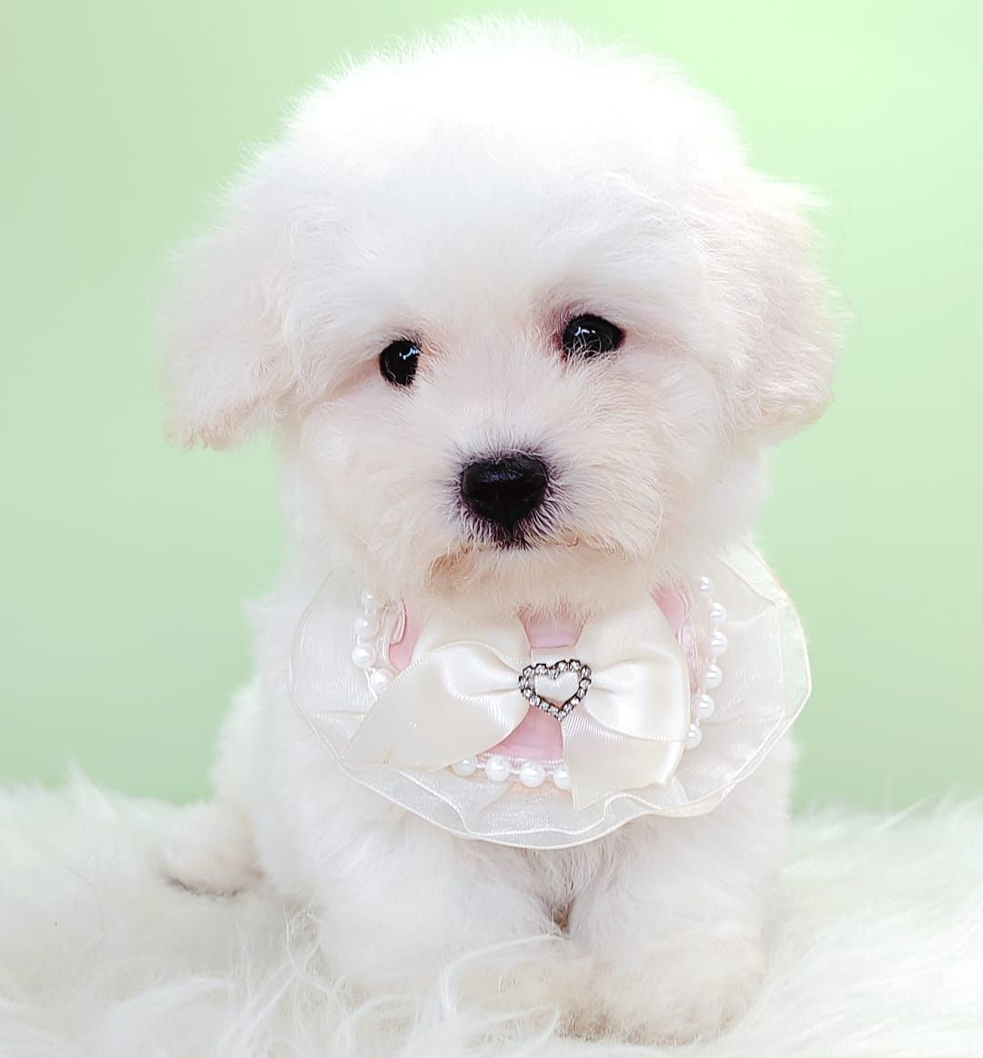 Bichon Frise 比熊