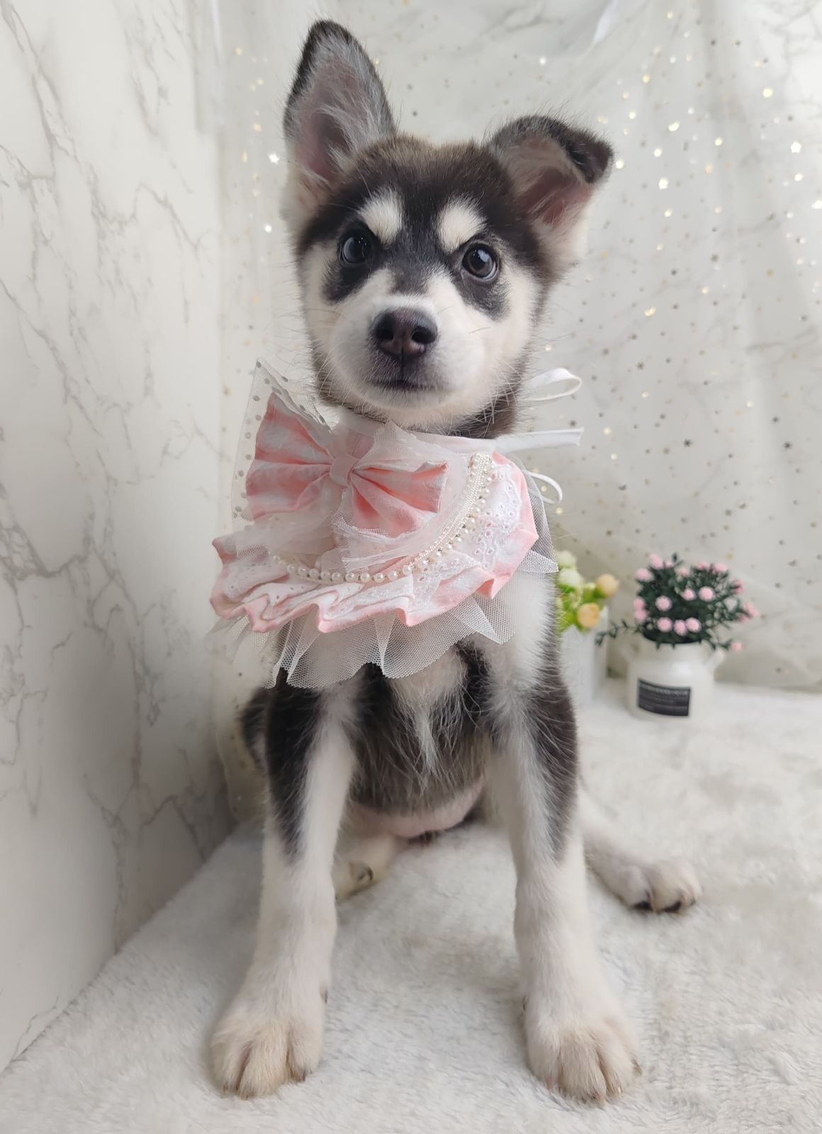 Pomsky 博士奇
