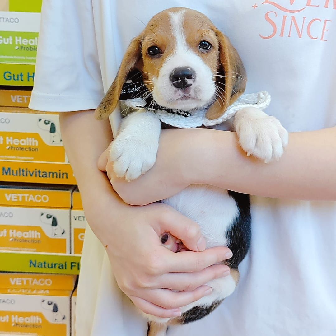 Beagle 米格鲁