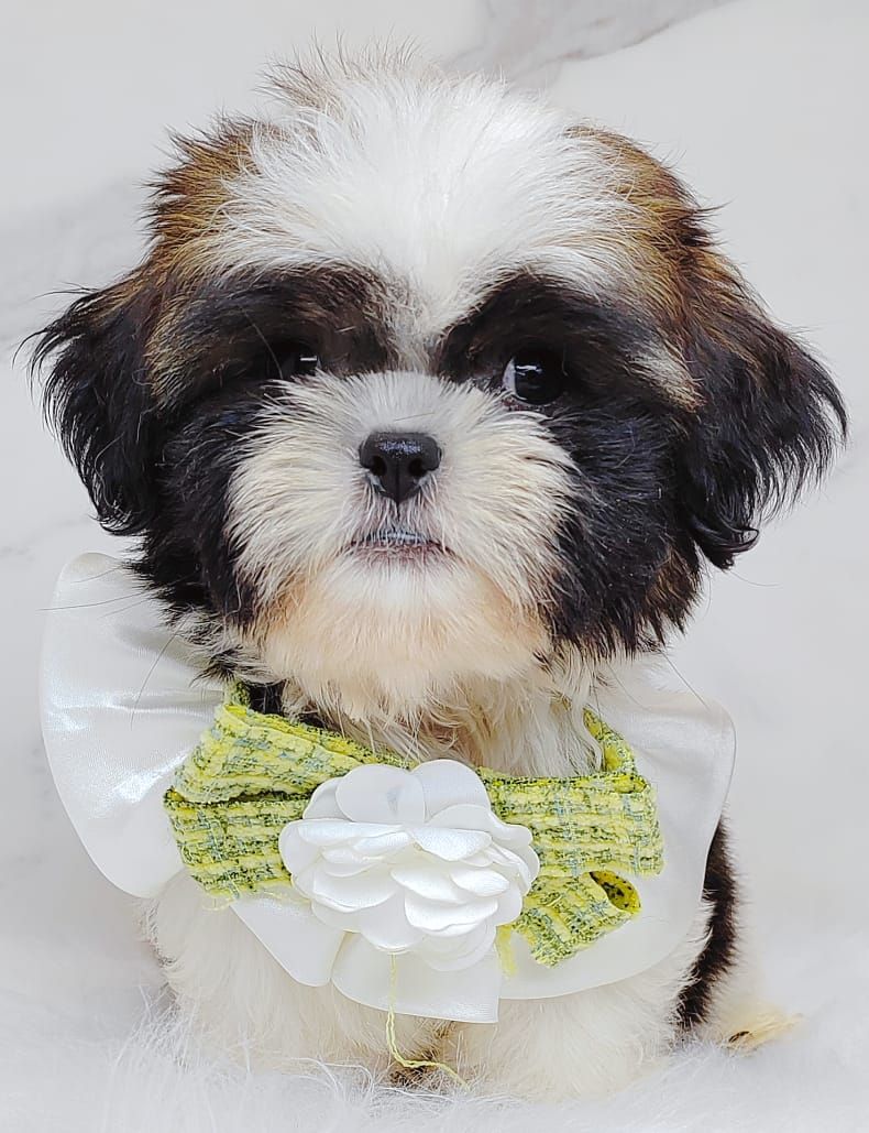 Shih Tzu 西施