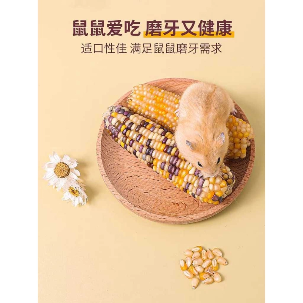 Hamster Mini molar corn small corn 🌽 golden bear rabbit molars baby corn small corn Jagung Hamster🌽 仓鼠磨牙玉米