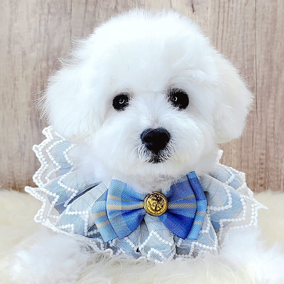 Bichon Frise 比熊
