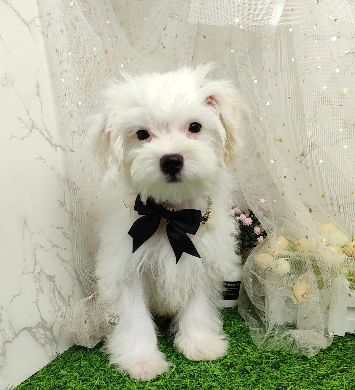 Maltipoo 马尔泰迪