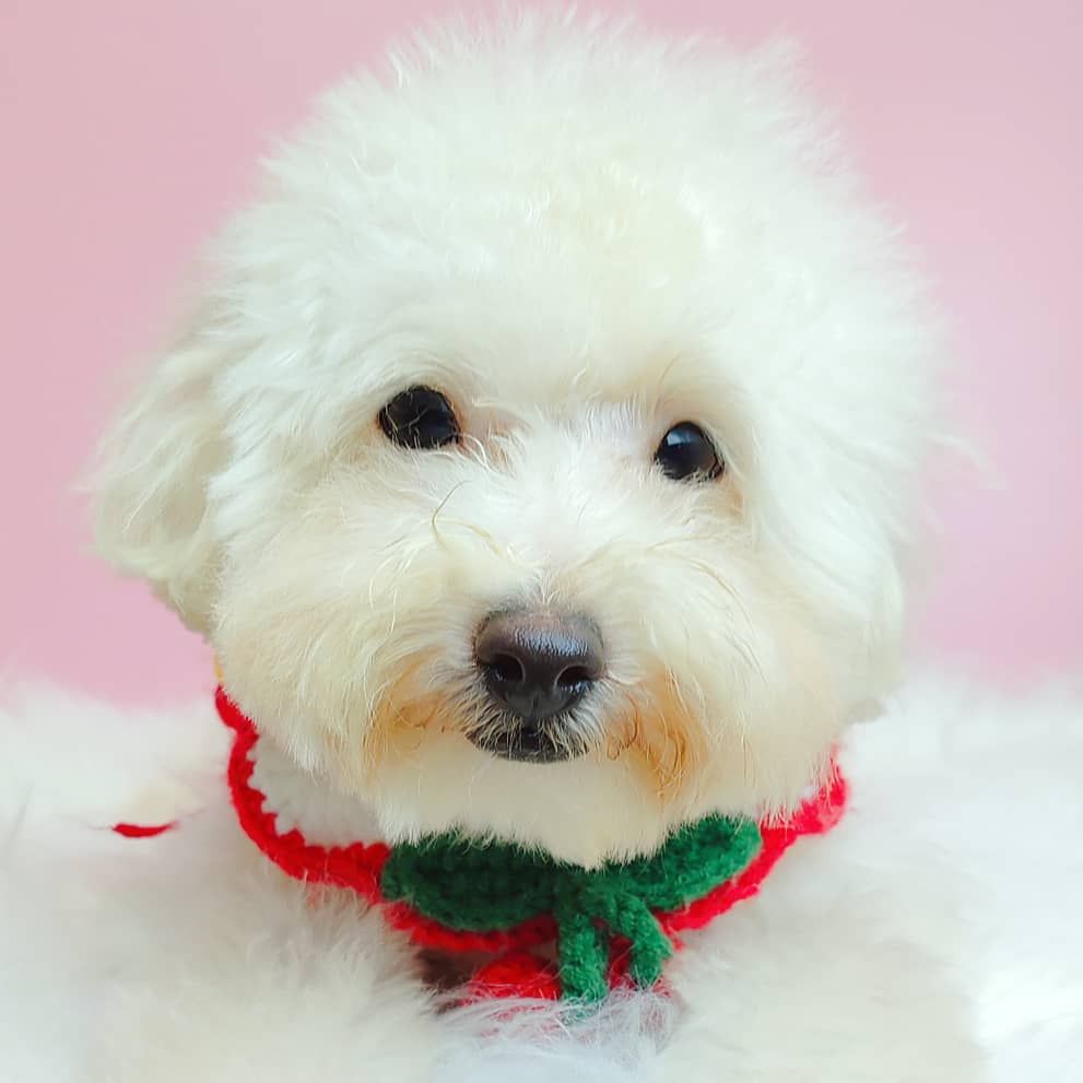 Maltipoo 马尔泰迪