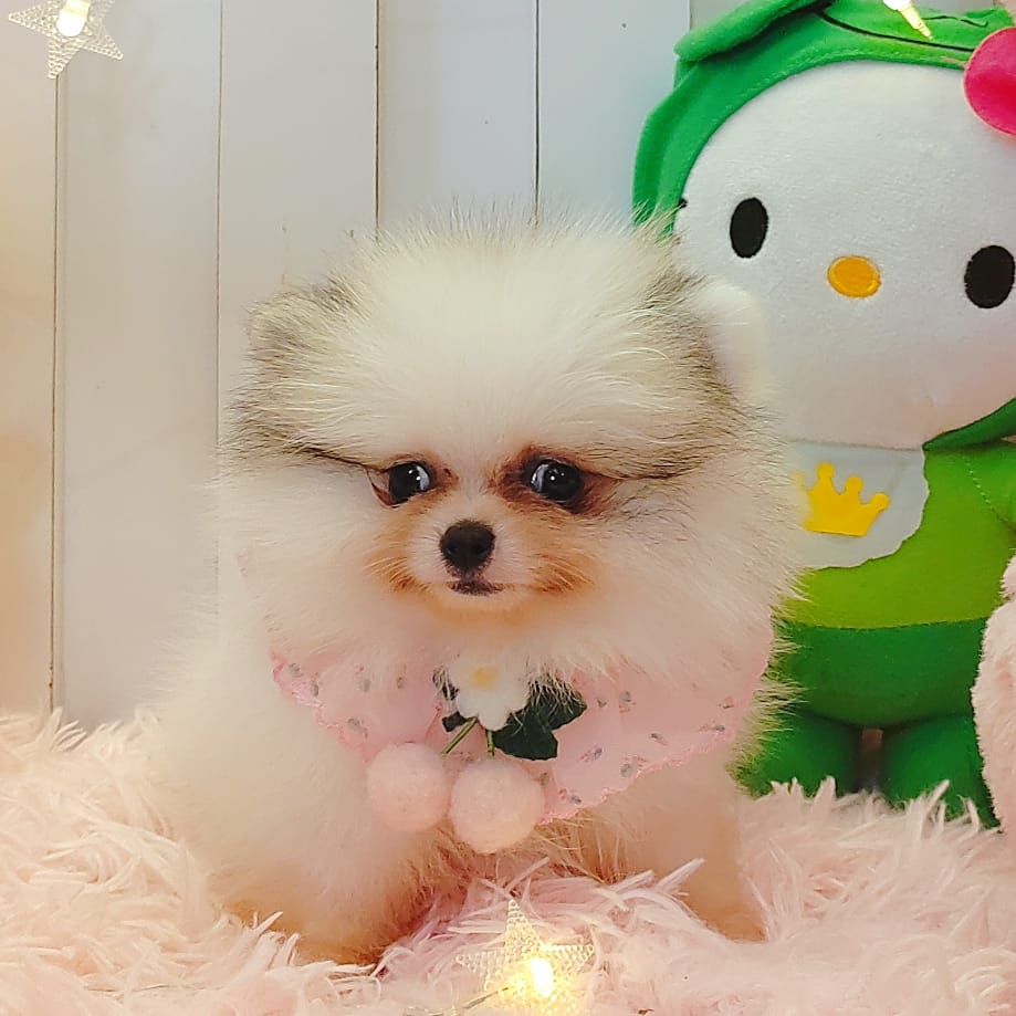 Pomeranian 博美
