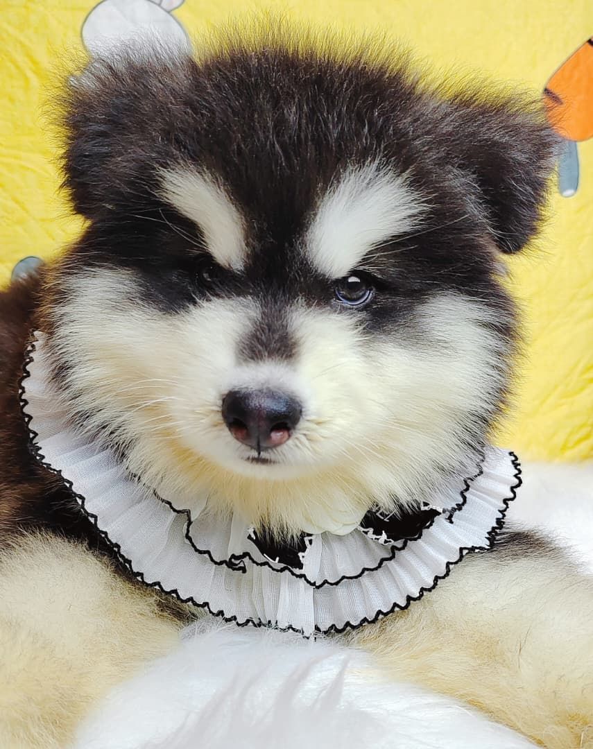 Wooly Alaskan 长毛哈士奇