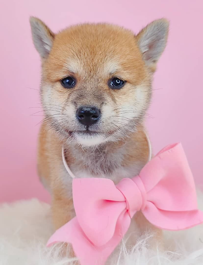 Mame inu 豆柴