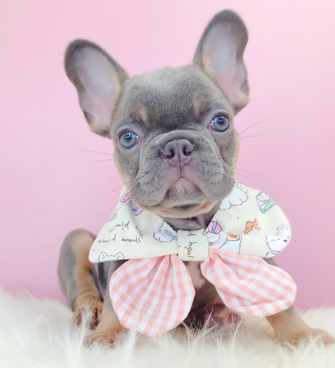 French Bulldog 法斗