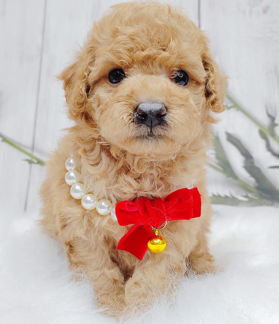 Poodle 娉拌开璐靛