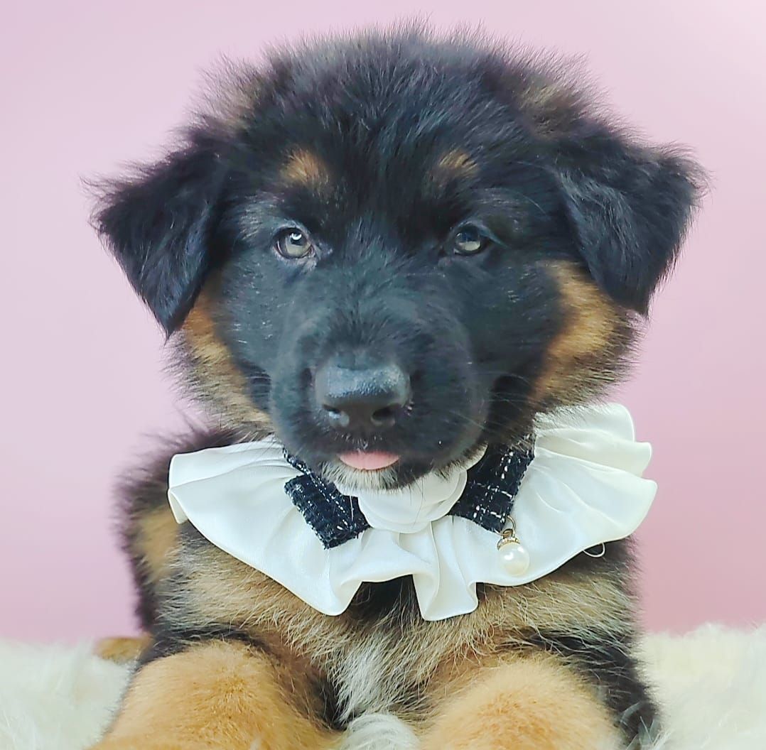 German Shepherd 德国牧羊犬