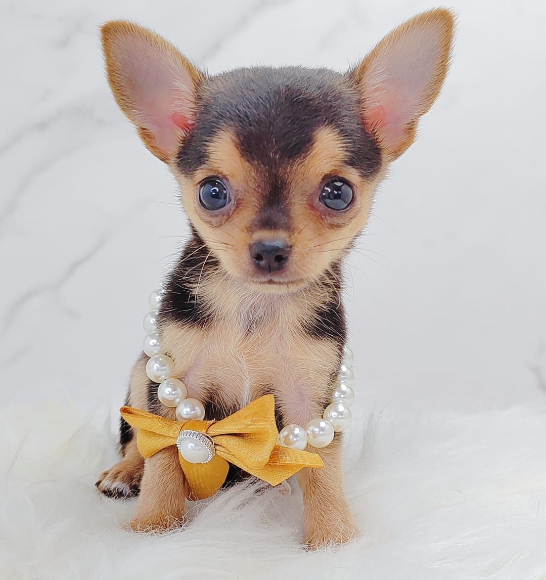 Chihuahua 吉娃娃