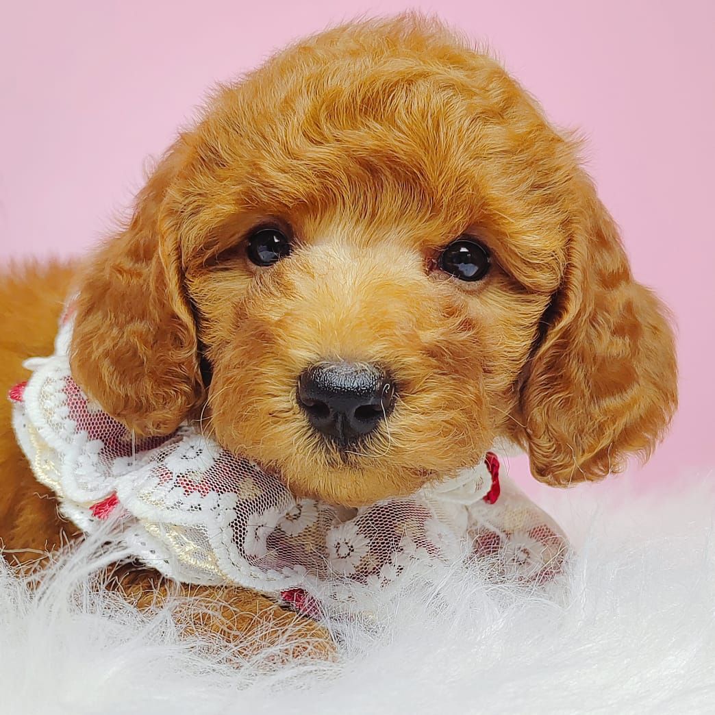 Poodle 娉拌开璐靛