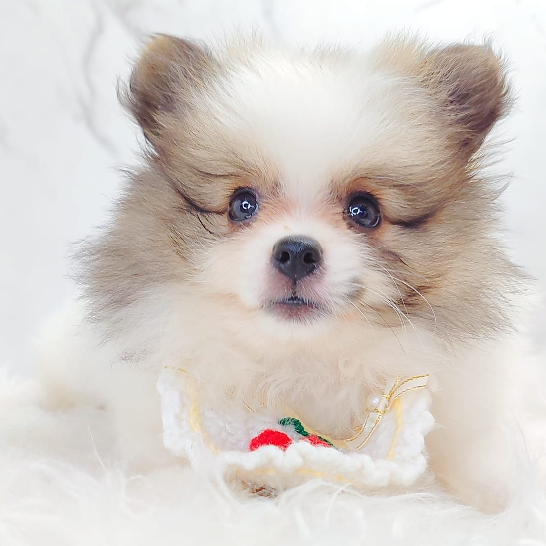 Pomeranian 博美