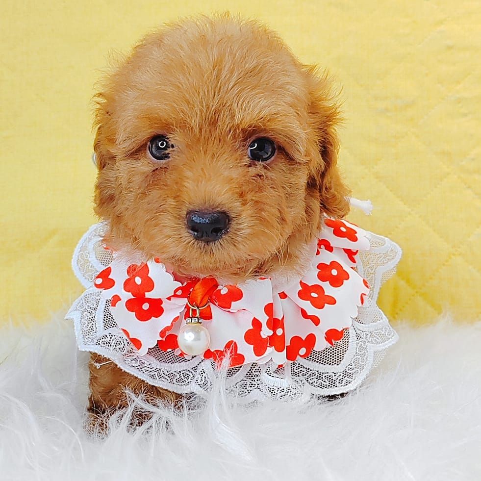 Maltipoo 马尔泰迪
