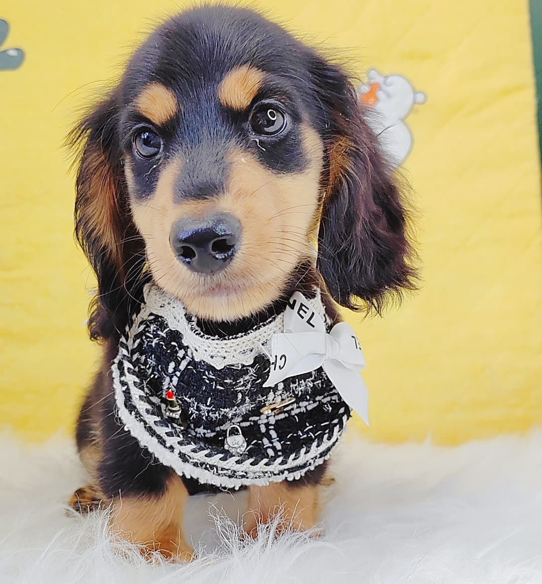 *Long coat* Dachshund  长毛腊肠犬