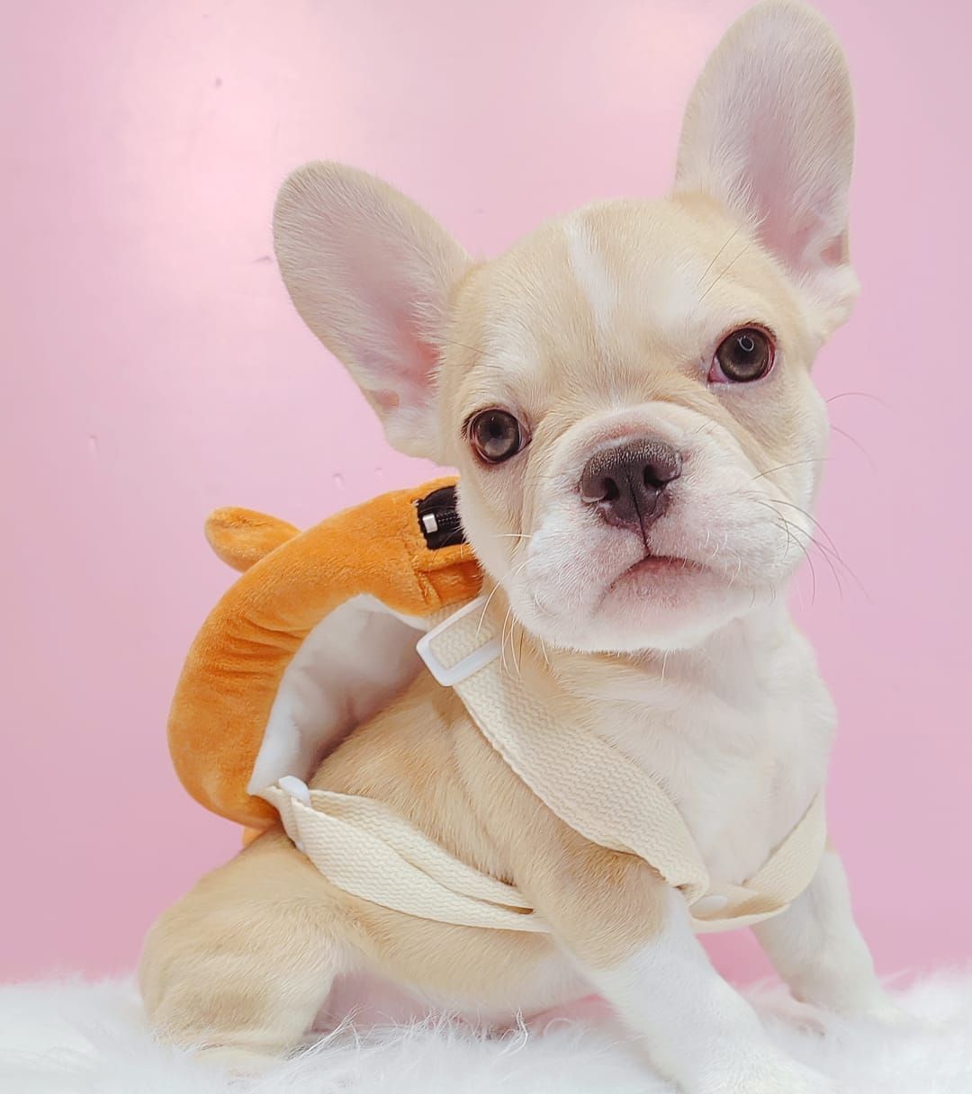 French Bulldog 法斗