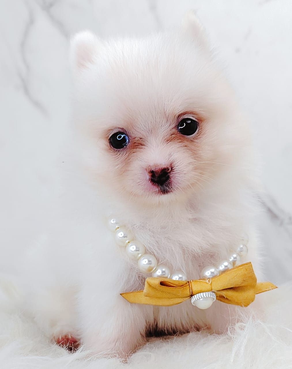 Chihuahua 吉娃娃