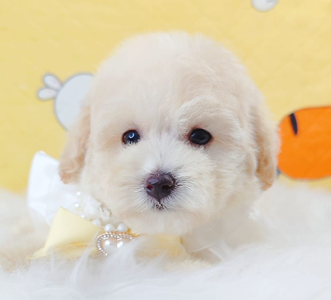 Maltipoo 马尔泰迪