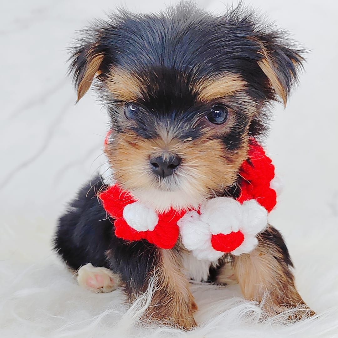 Yorkshire Terrier 约克夏