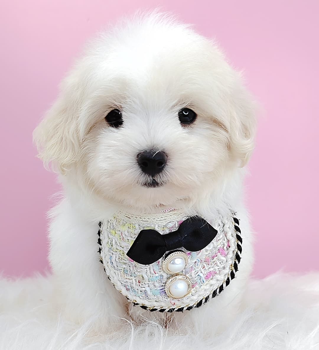 Maltipoo 马尔泰迪