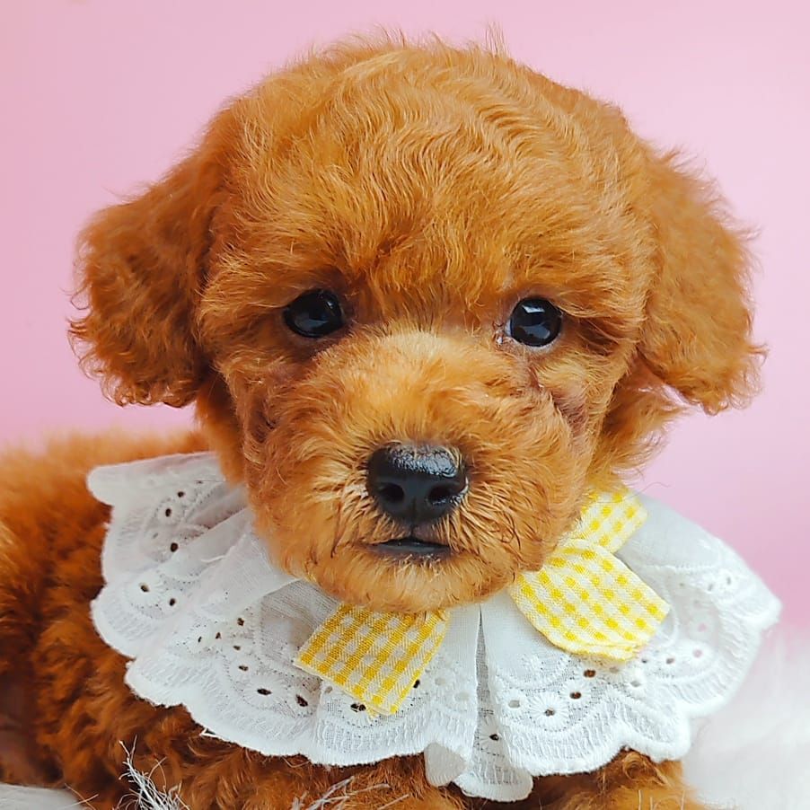 Poodle 娉拌开璐靛