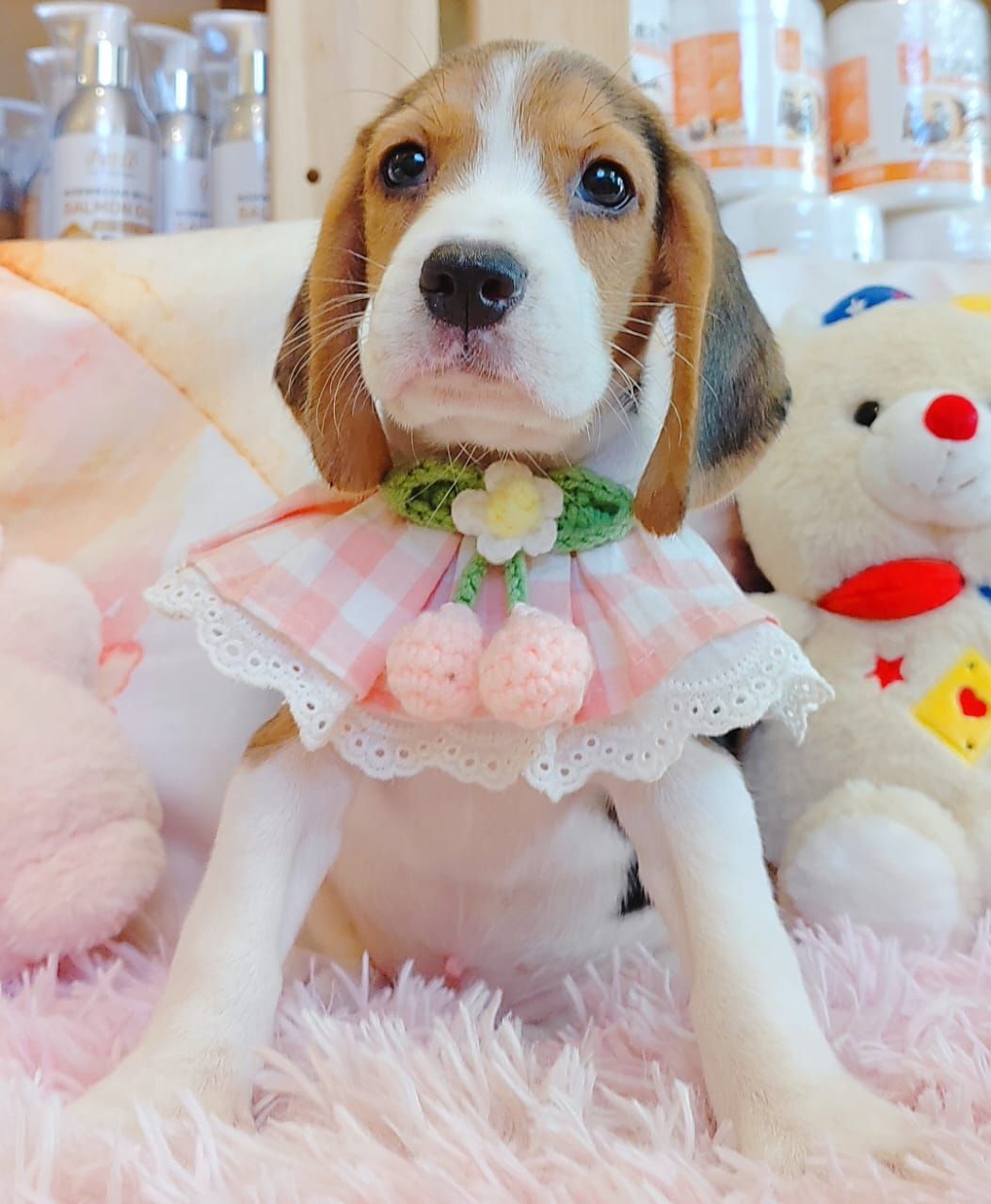 Beagle 米格鲁