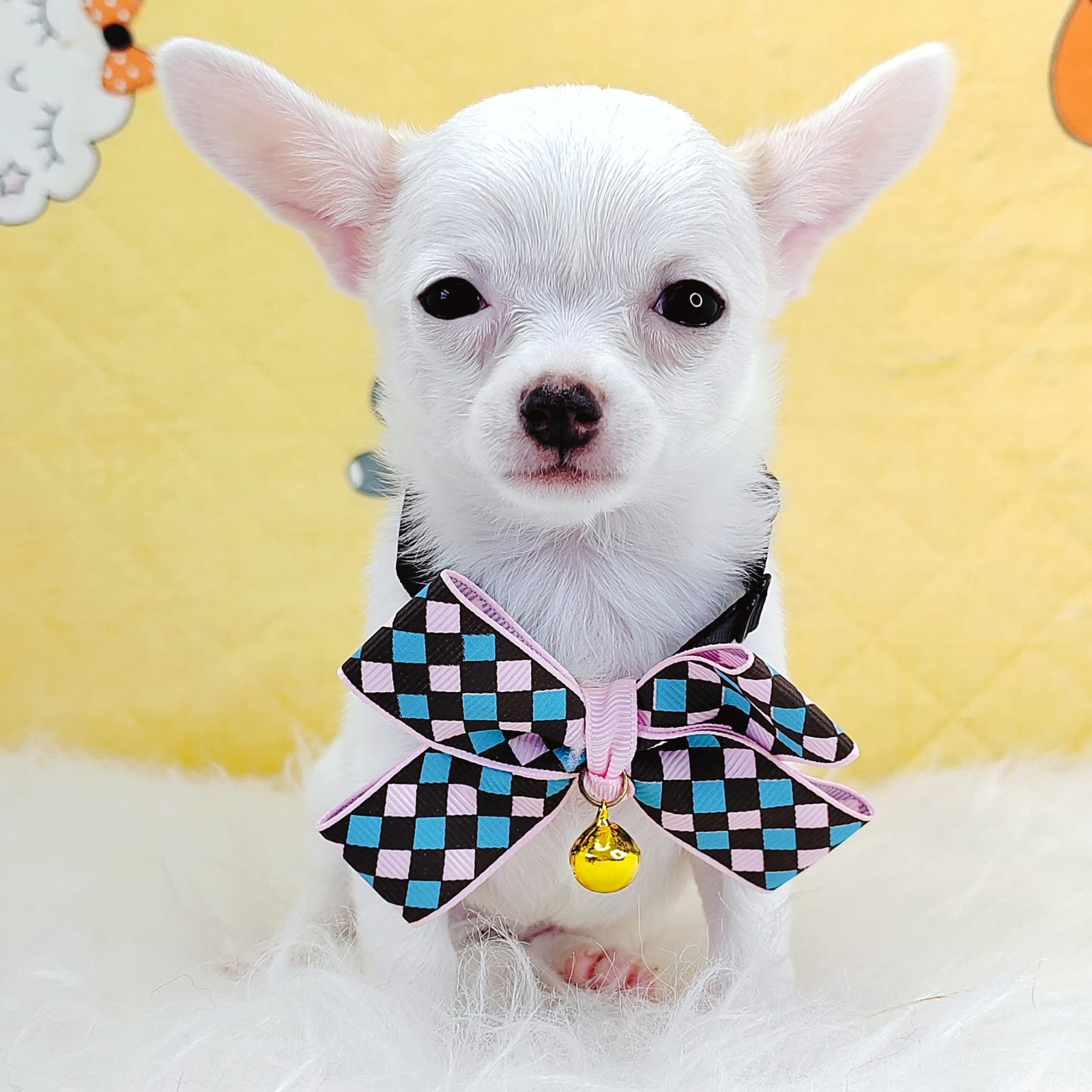 Chihuahua 吉娃娃