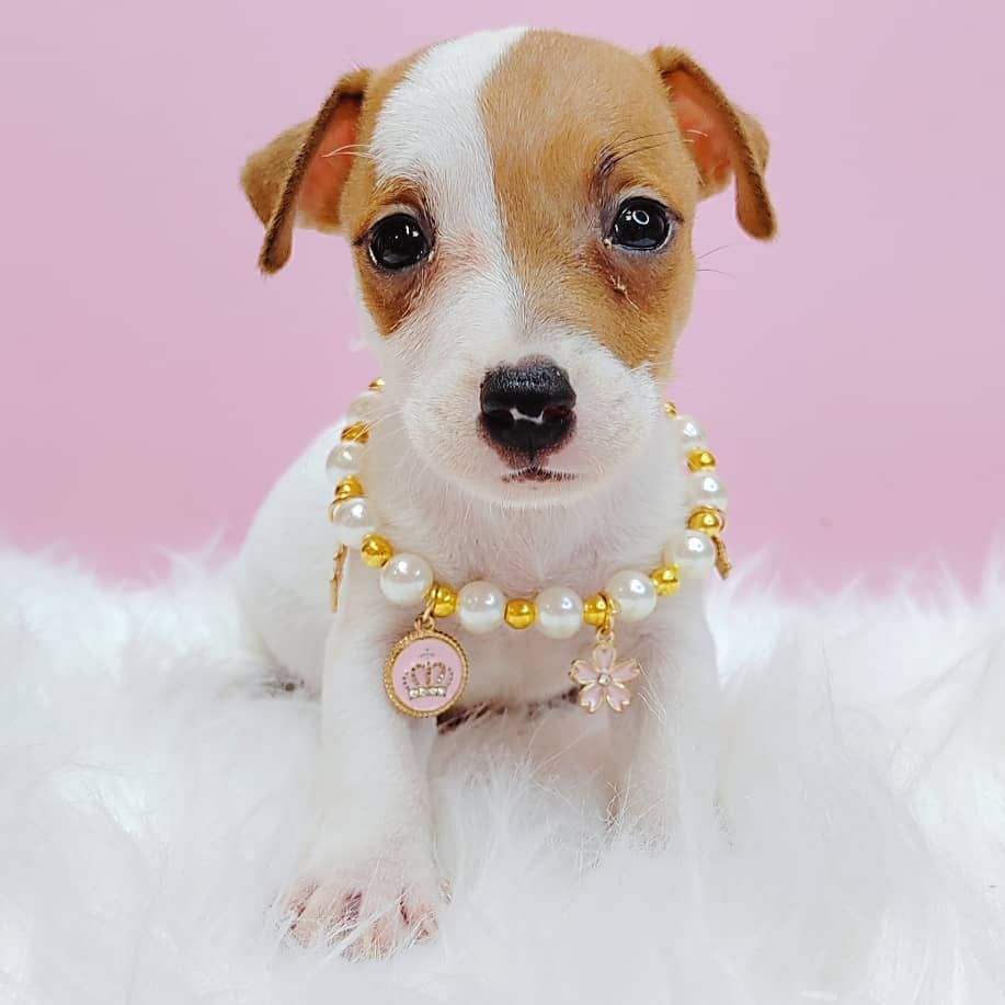 Jack Russell Terrier 杰克罗素梗