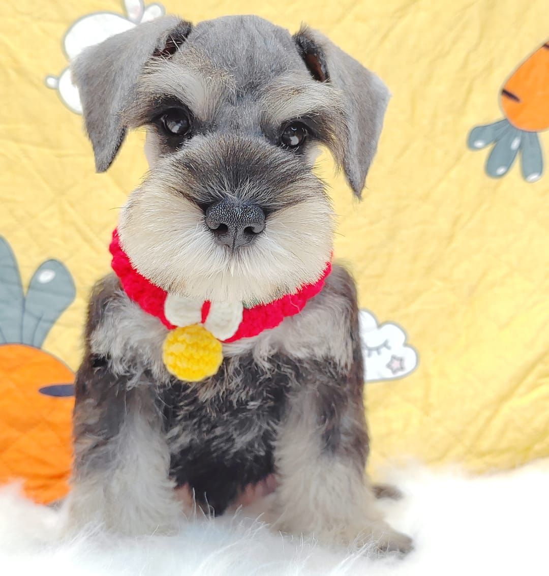 Schnauzer 雪纳瑞