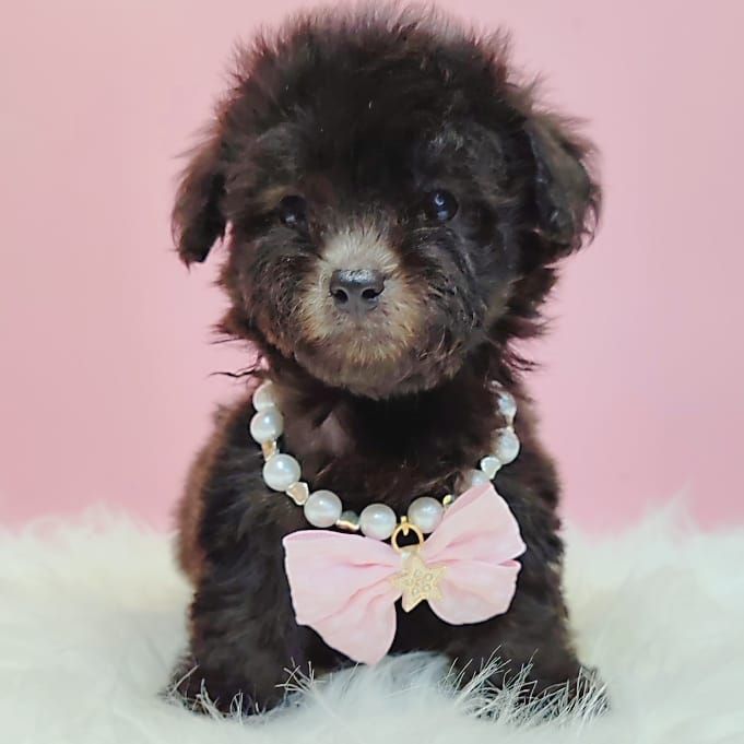 Poodle 娉拌开璐靛