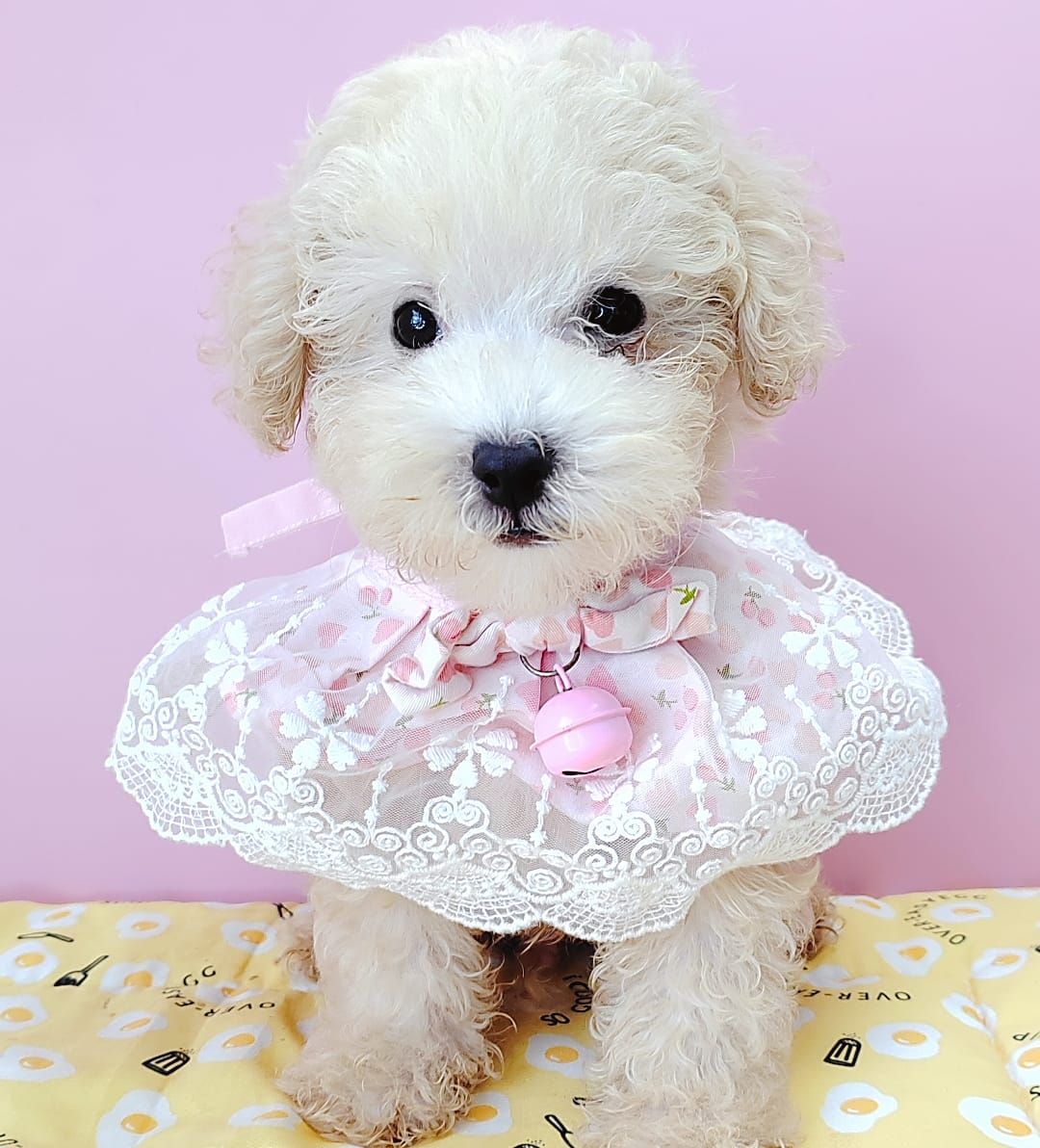 Poodle 娉拌开璐靛