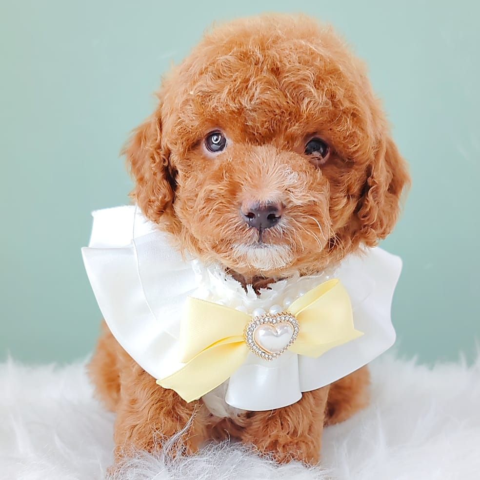 Poodle 娉拌开璐靛