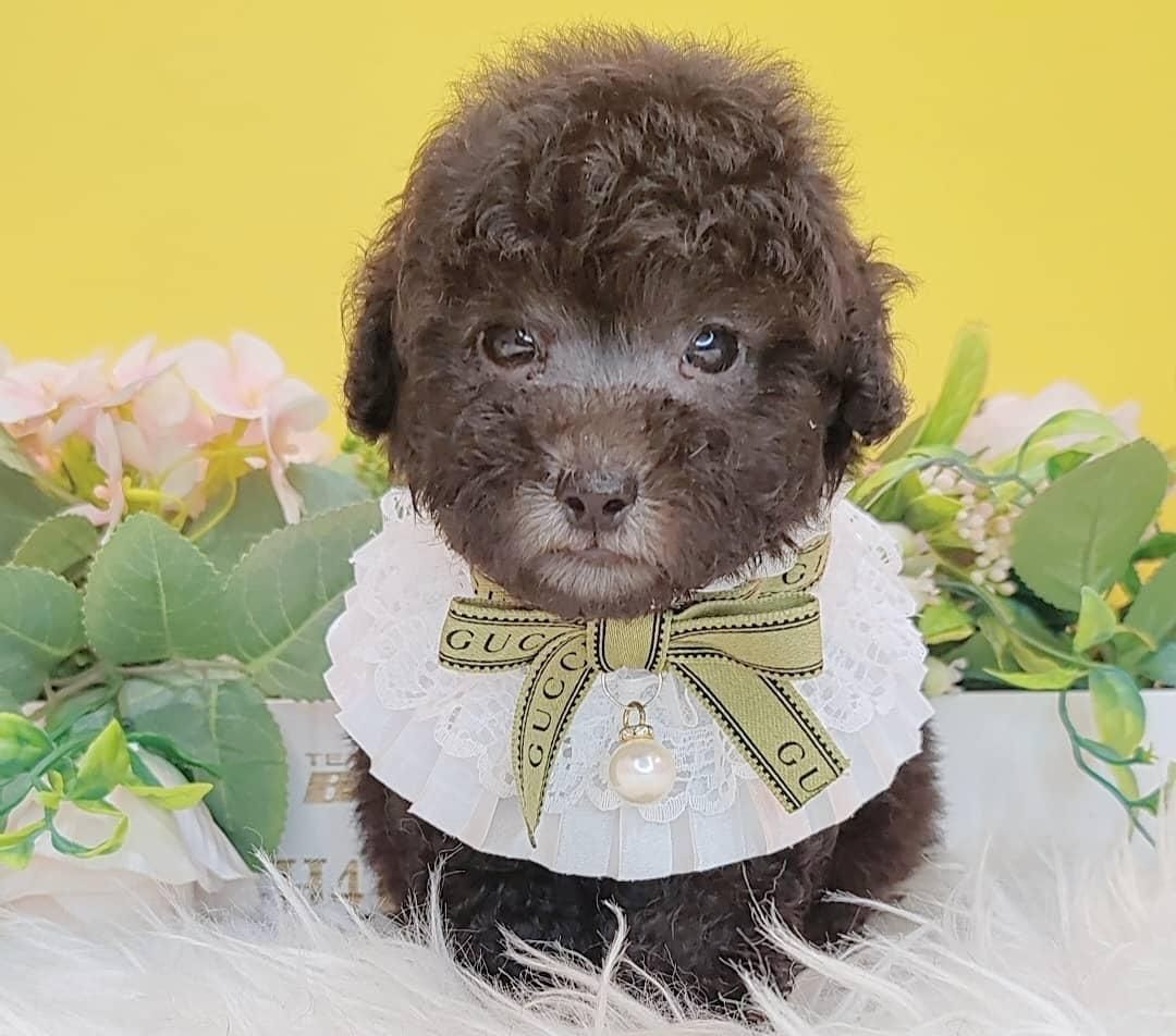Poodle 娉拌开璐靛