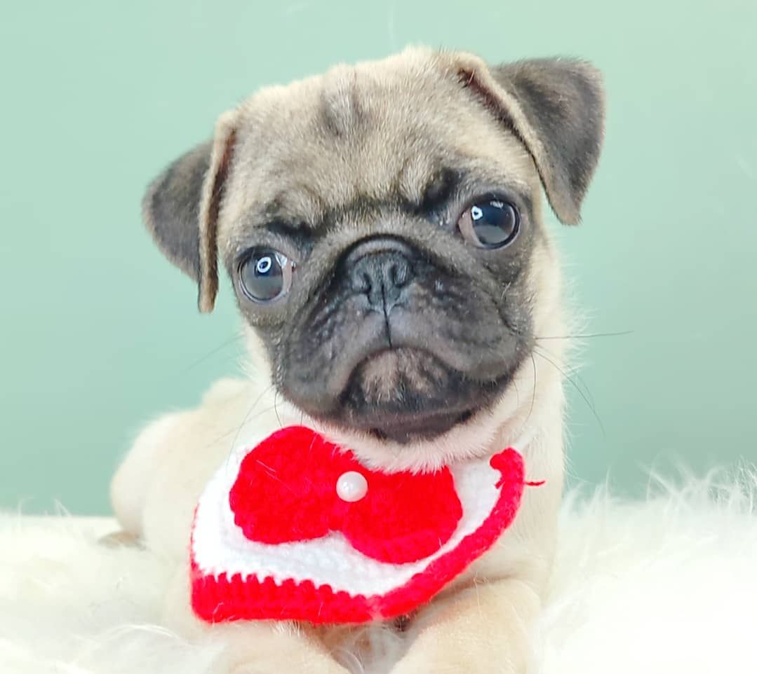 Pug 巴哥