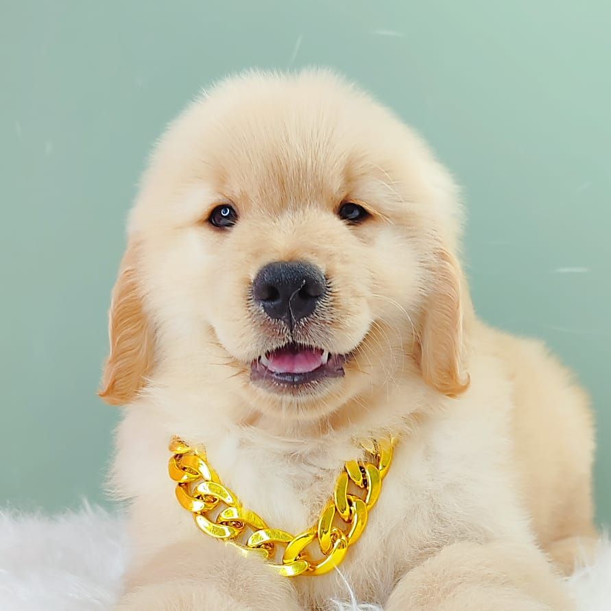 Golden Retriever 黄金猎犬