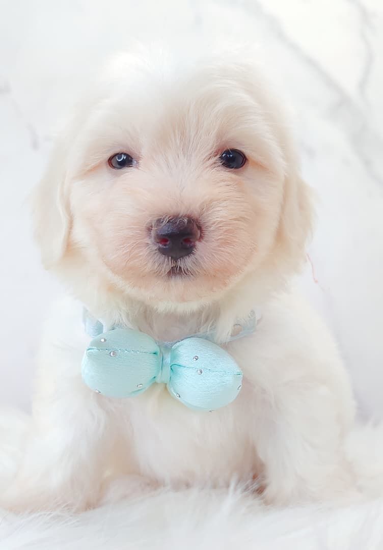 Maltipoo 马尔泰迪